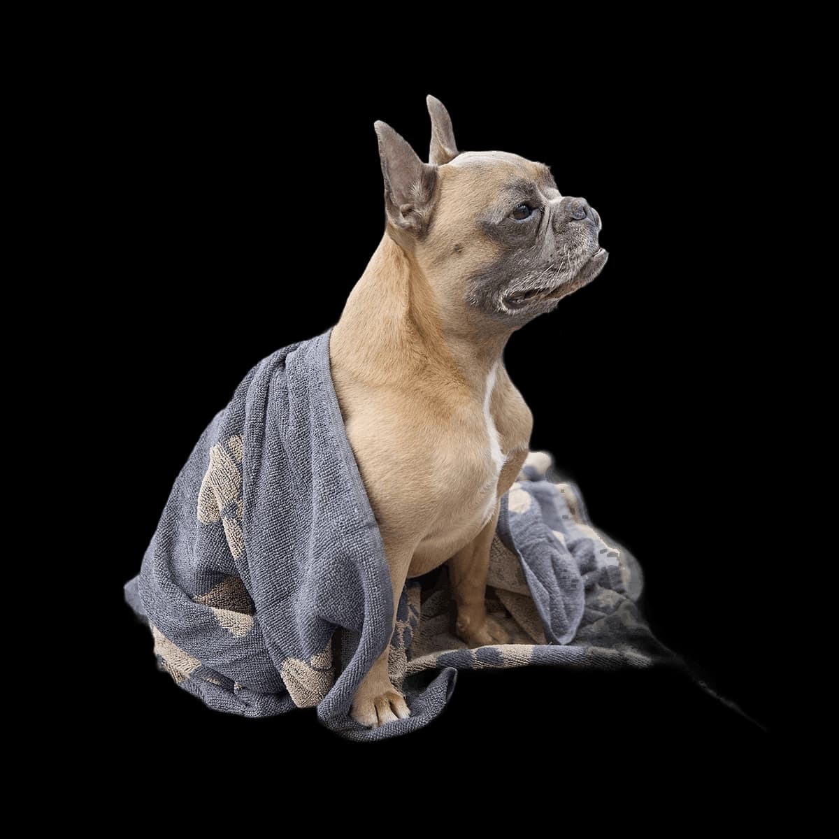Jumbo terry jacquard dog towel